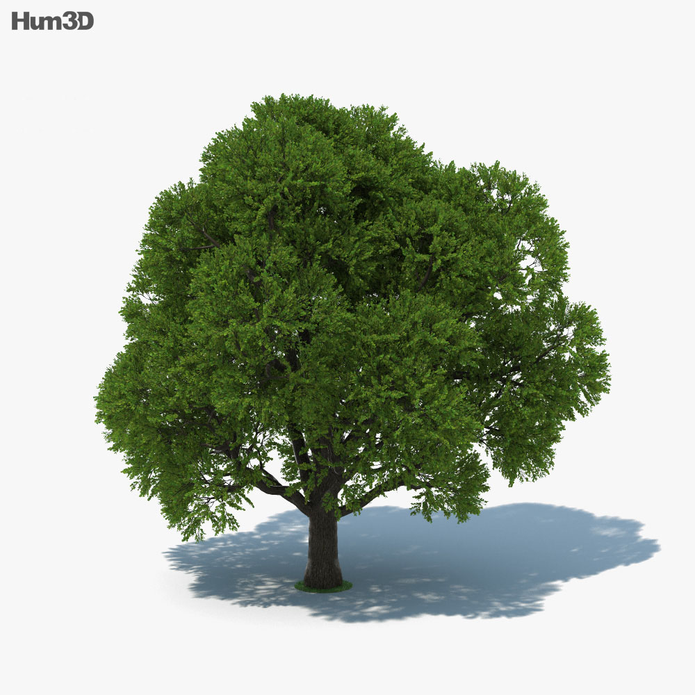 栎属 3D模型