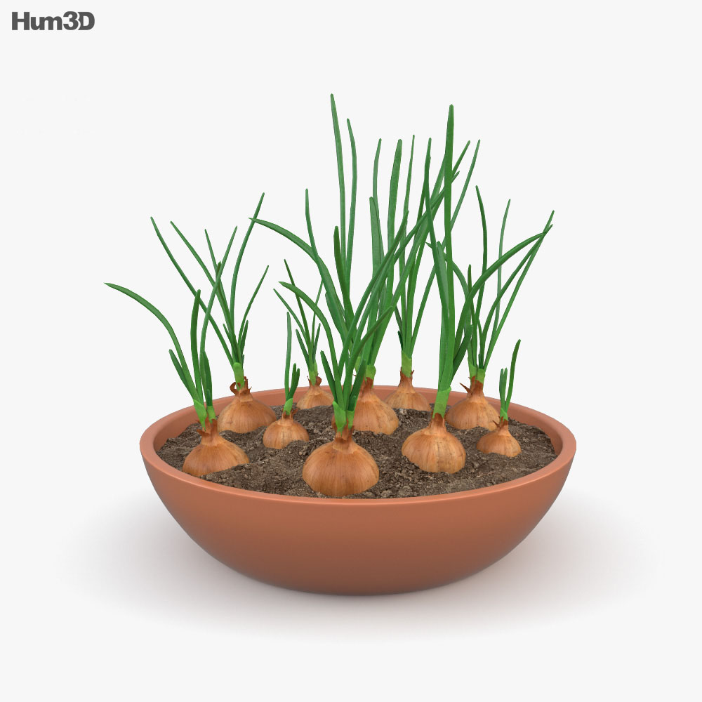 Onion Plant 3d model