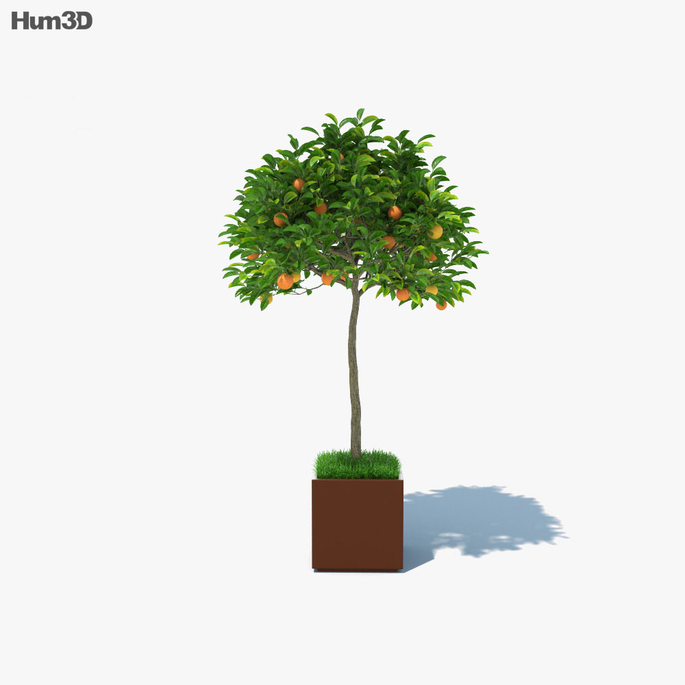 Orangenbaum im Topf 3D-Modell