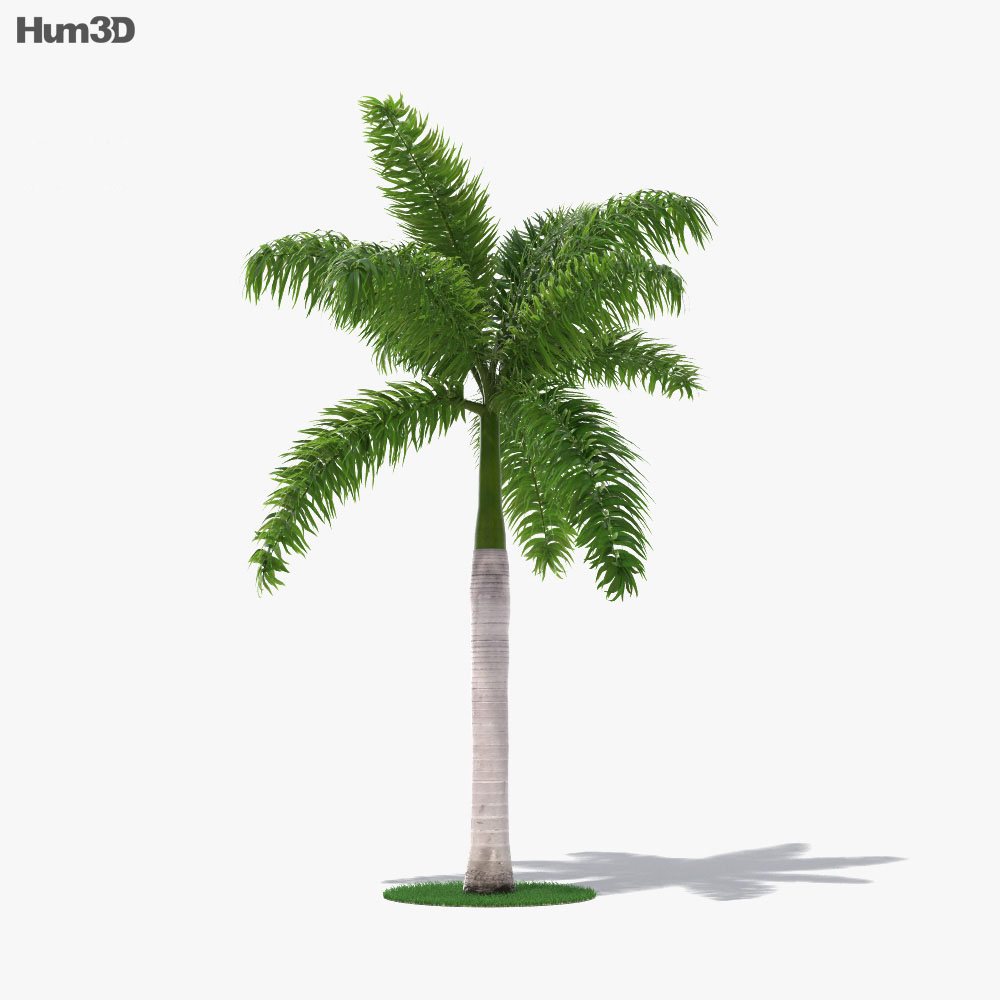 Королевская пальма 3D модель