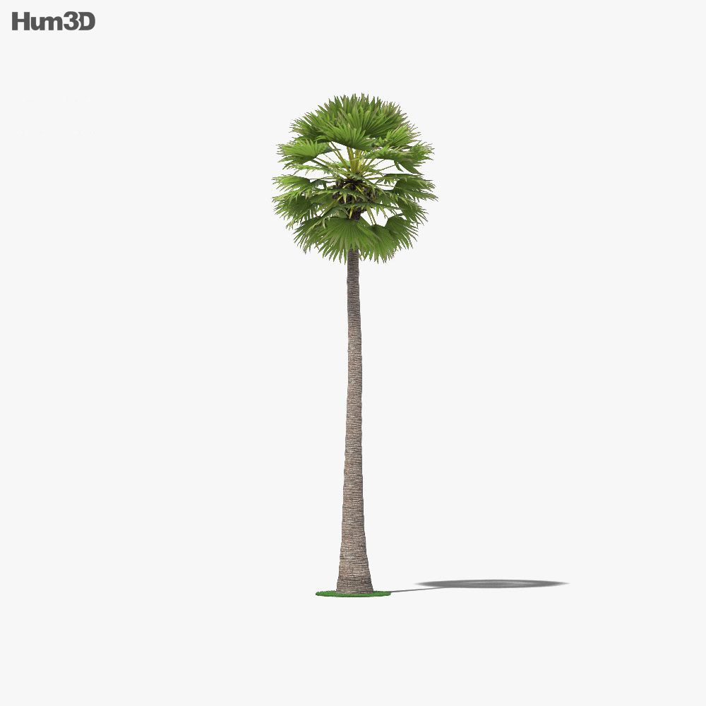 Пальмировая пальма 3D модель