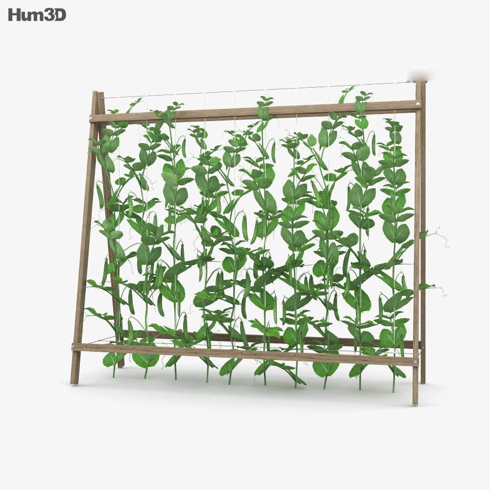 완두콩 식물 3D 모델 