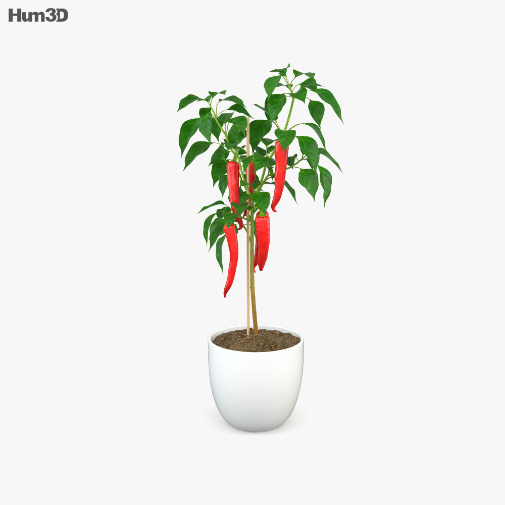 Chilli Pepper Plant 3d model