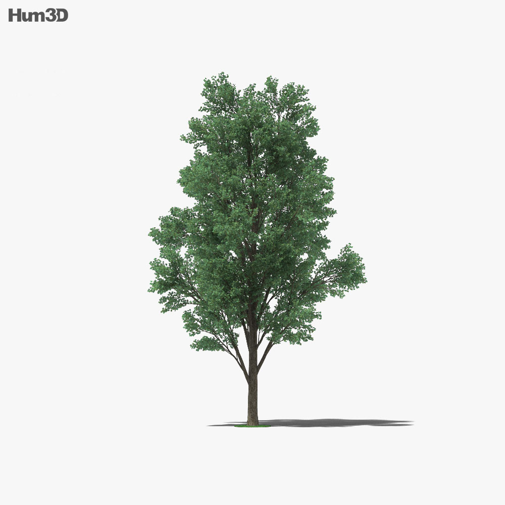 미루나무 3D 모델 