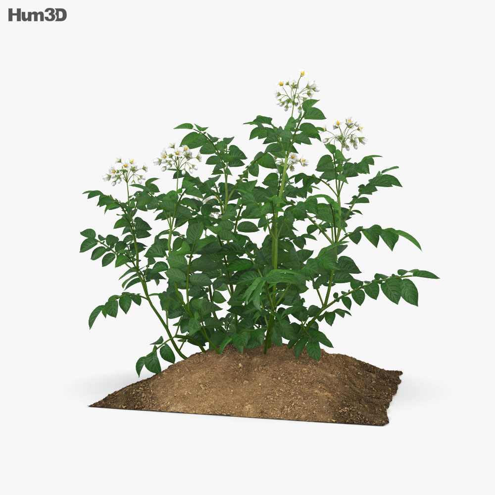 ジャガイモ植物 3Dモデル