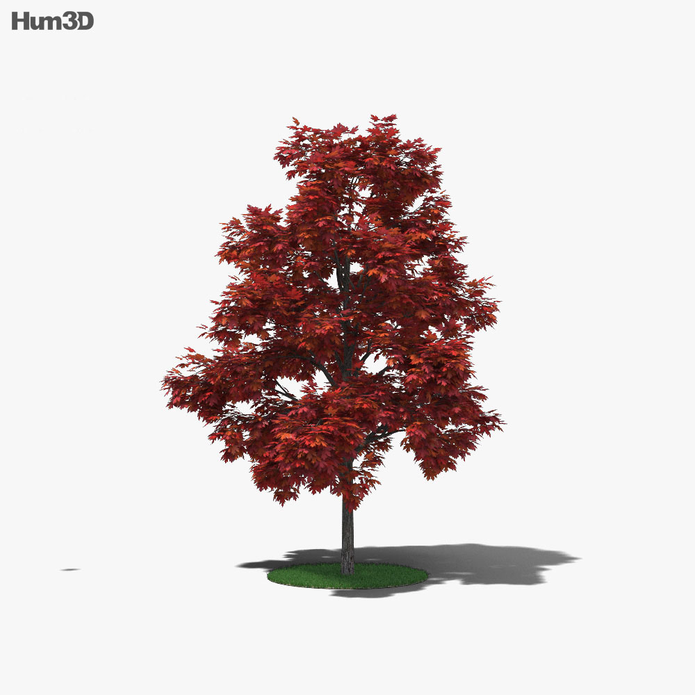 붉은 단풍나무 어린 나무 3D 모델 