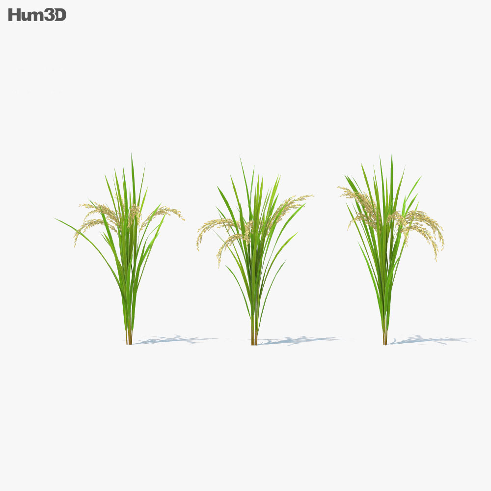 Rice Plant 3d model