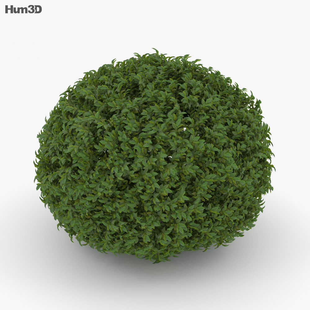 灌木 3D模型