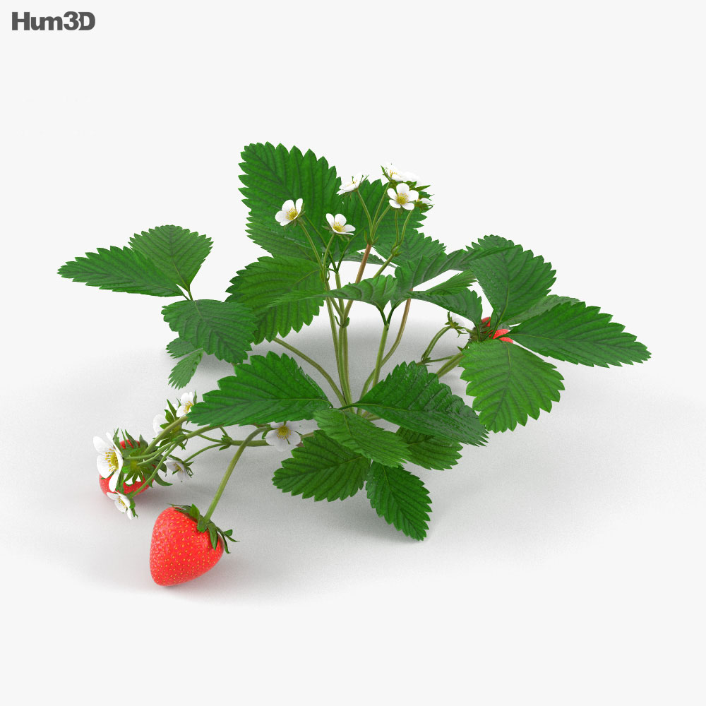 딸기 식물 3D 모델 