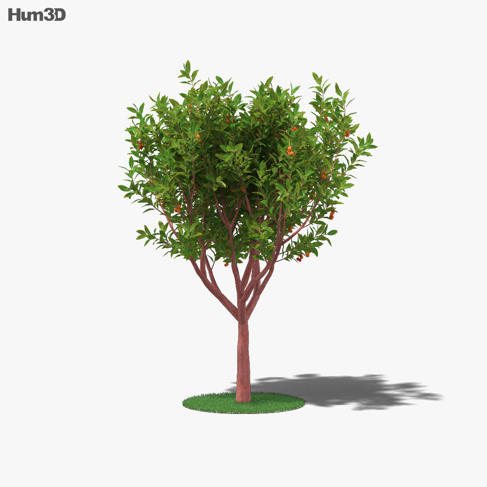 Erdbeerbaum 3D-Modell