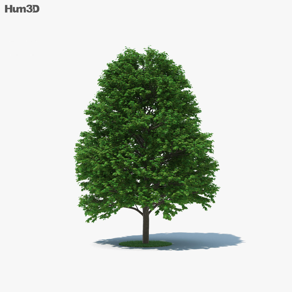 サトウカエデの木 3Dモデル
