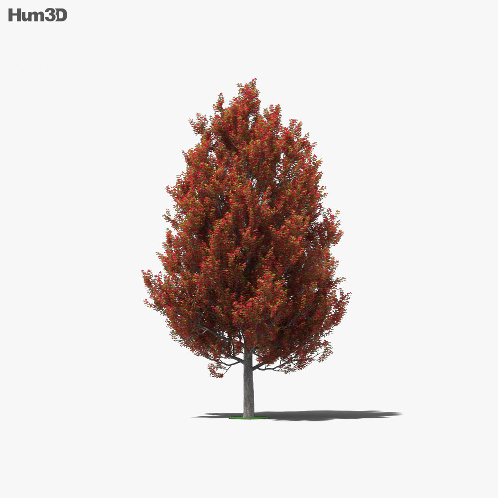 Árvore-do-âmbar Modelo 3d