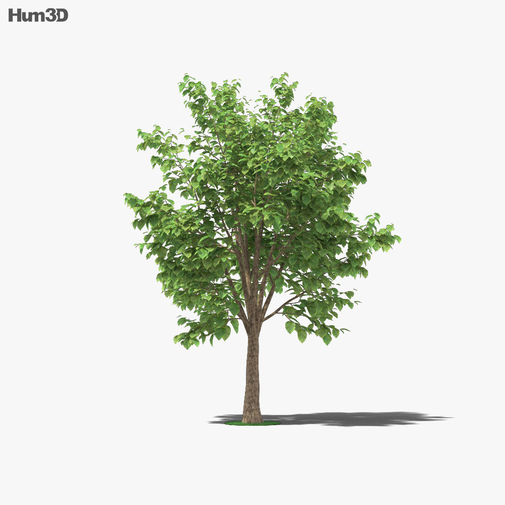 Teak Tree 3d model