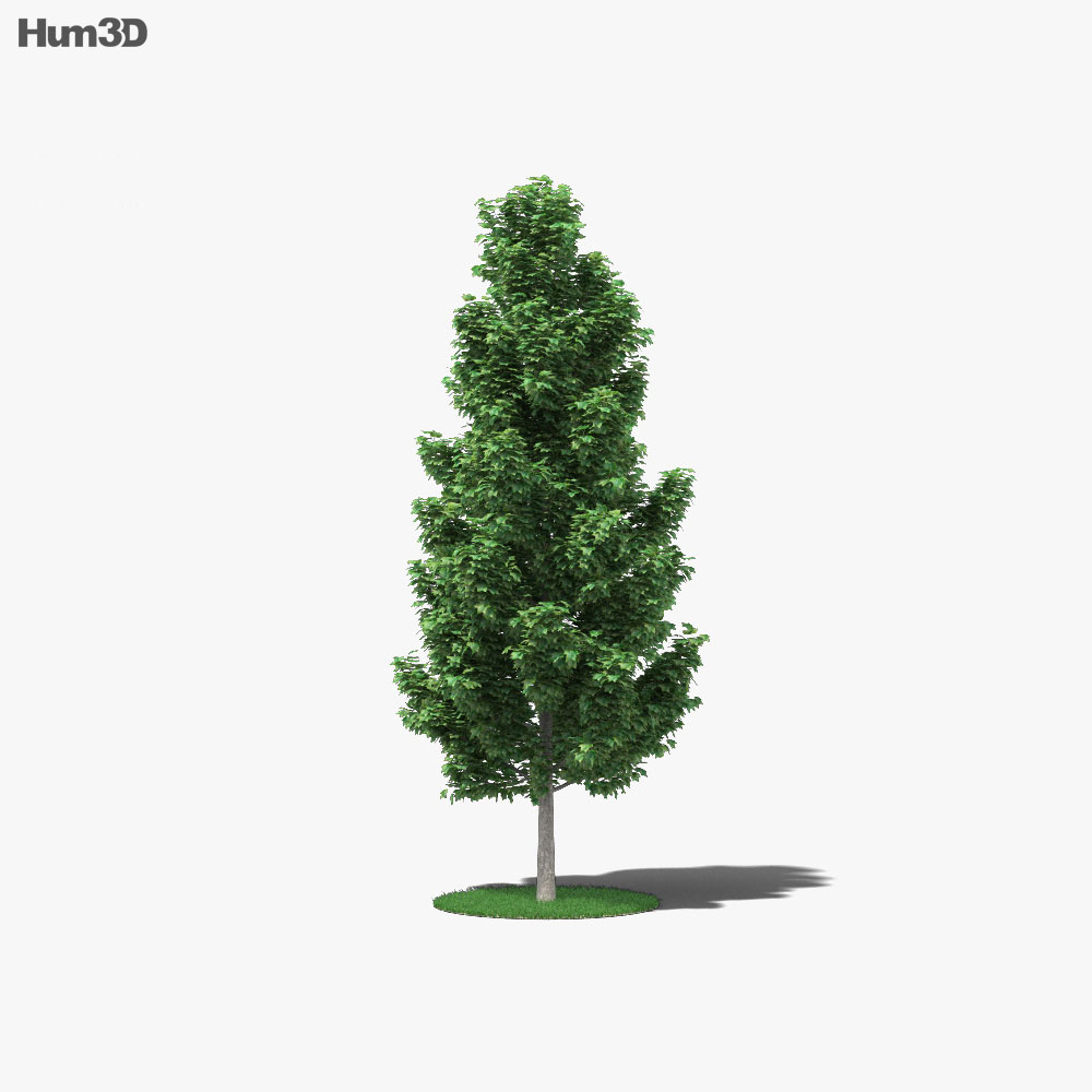 백합나무 3D 모델 